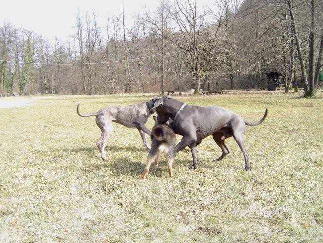 Dog Otočec 9 - foto povečava