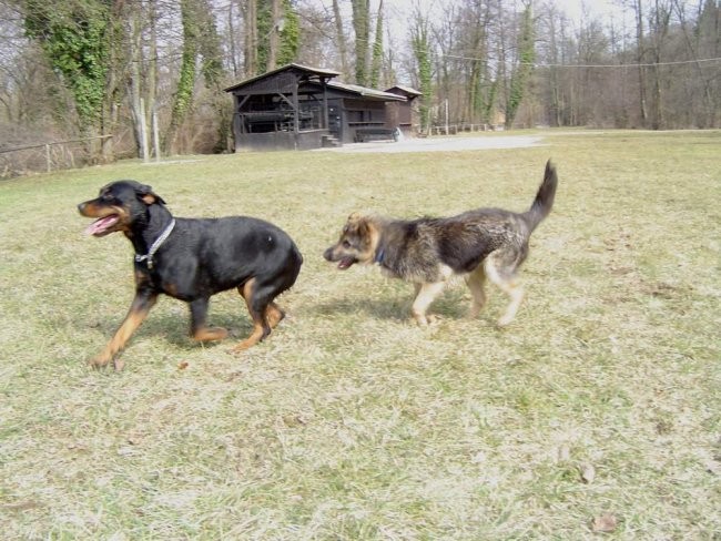 Dog Otočec 9 - foto povečava