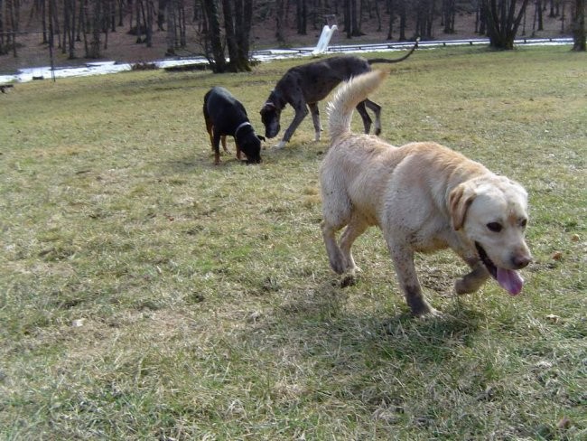 Dog Otočec 9 - foto povečava