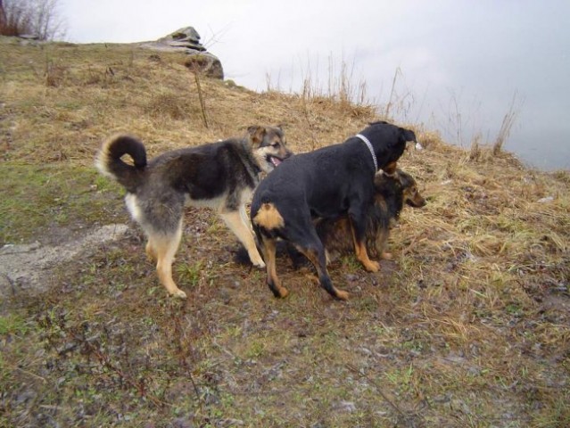 Kočevje - pisana druščina - foto