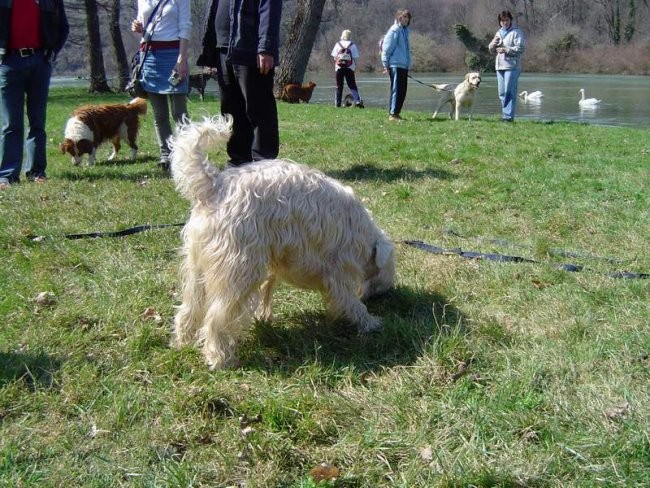 Dog Otočec 11 - foto povečava