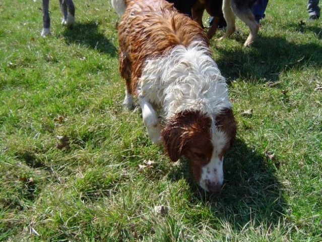 Dog Otočec 11 - foto