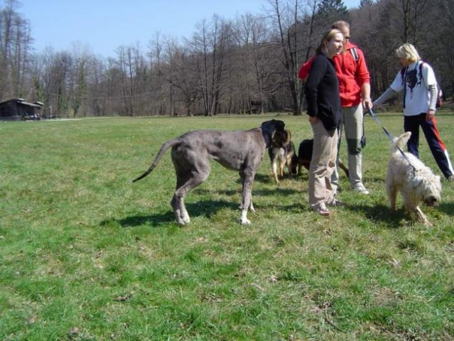 Dog Otočec 11 - foto