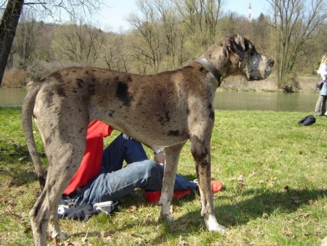 Dog Otočec 11 photo by Sanja - foto