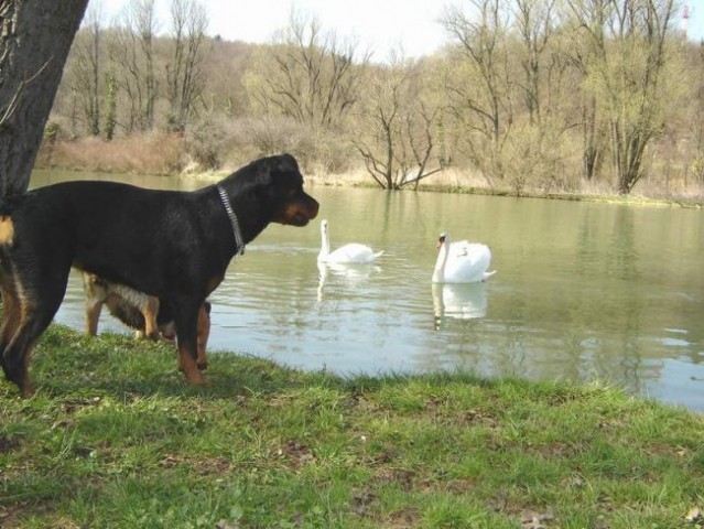 Dog Otočec 11 photo by Sanja - foto