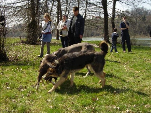 Dog Otočec 11 photo by Sanja - foto