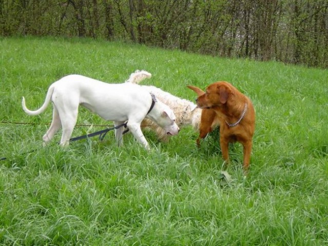 Dog Otočec 12 - foto