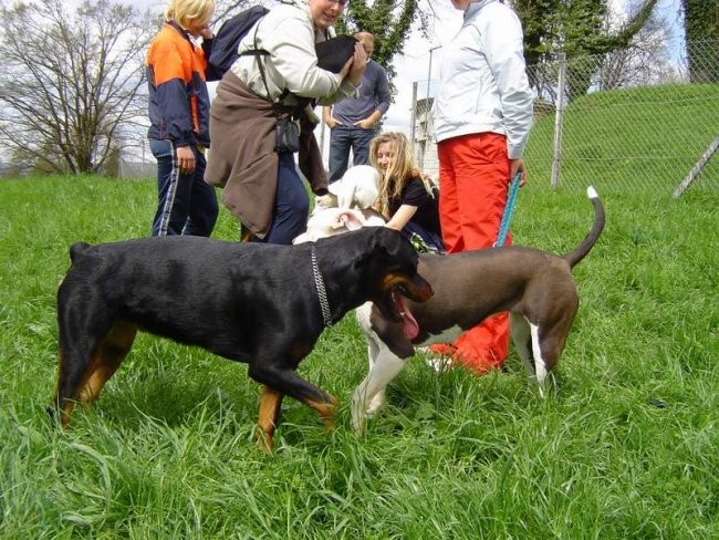 Dog Otočec 12 - foto povečava