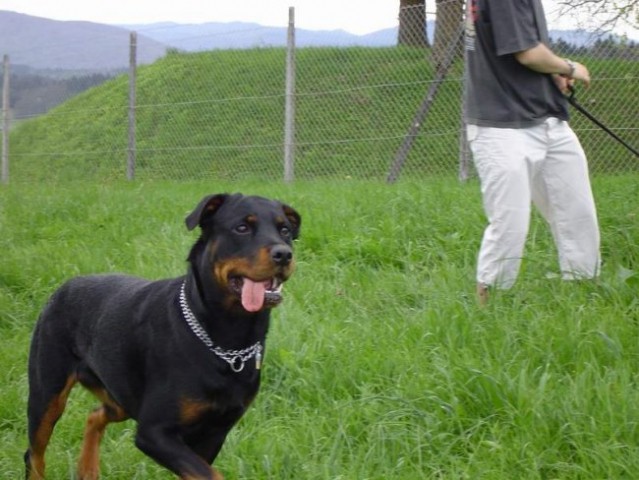 Dog Otočec 12 - foto