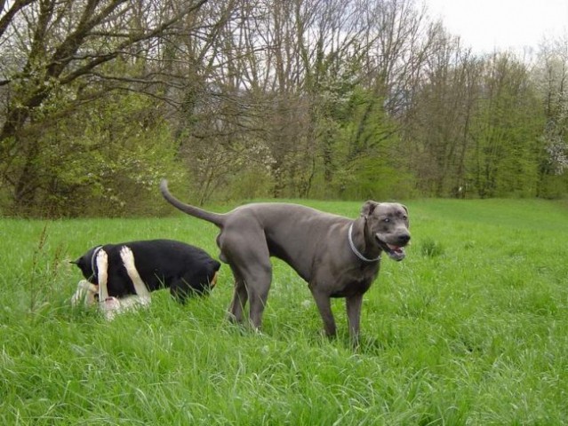 Dog Otočec 12 - foto