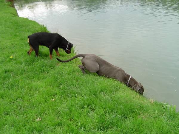 Dog Otočec 13 in po njem - foto