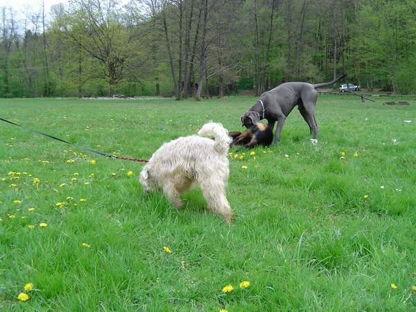 Dog Otočec 13 in po njem - foto