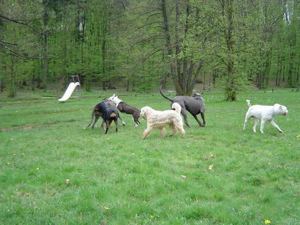 Dog Otočec 13 in po njem - foto