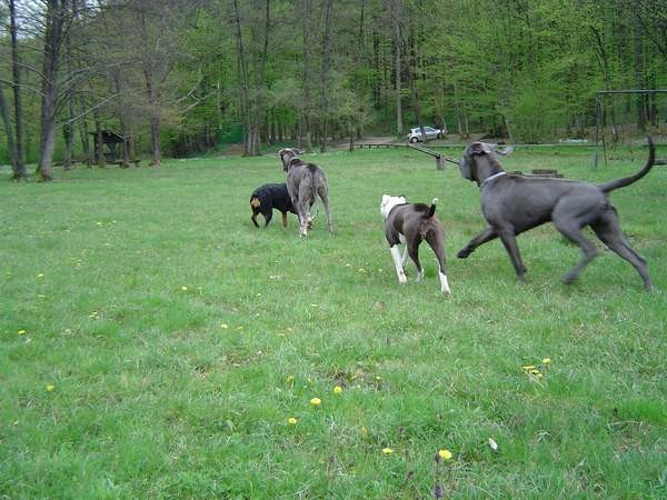 Dog Otočec 13 in po njem - foto