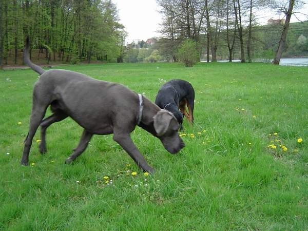 Dog Otočec 13 in po njem - foto