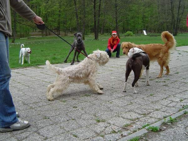 Dog Otočec 13 in po njem - foto