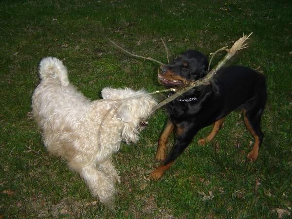 Dog Otočec 13 in po njem - foto