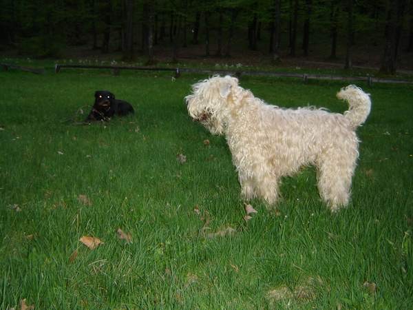 Dog Otočec 13 in po njem - foto