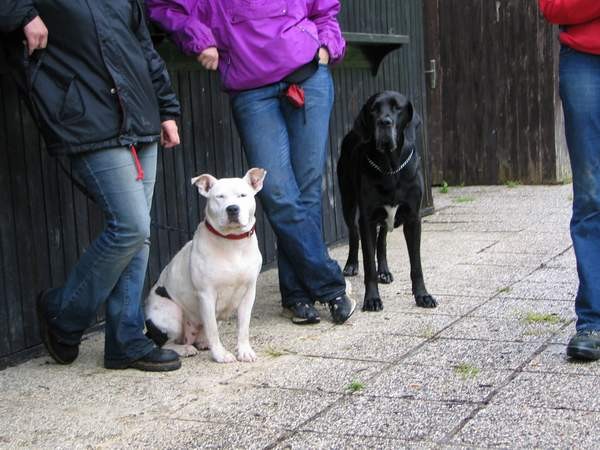 Dog Otočec 15 - foto