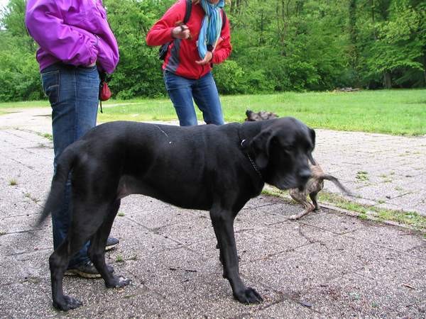 Dog Otočec 15 - foto