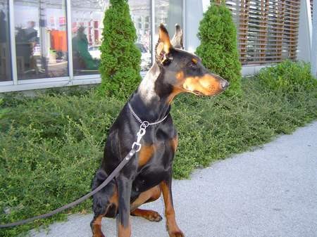 CAC Maribor 2005 - foto