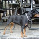 Dog Otočec