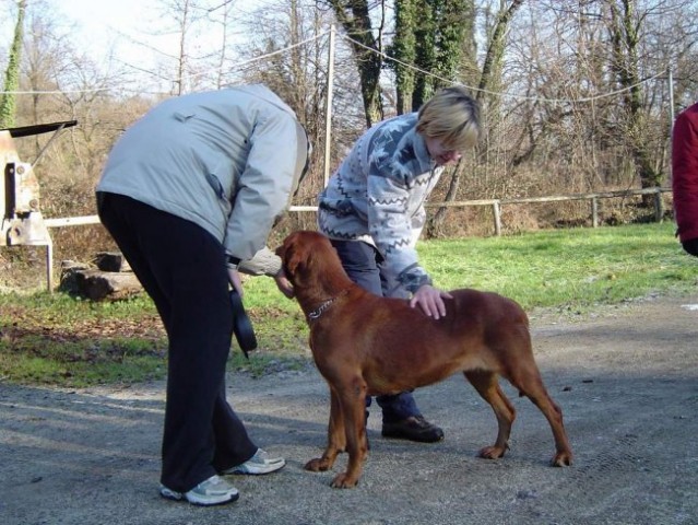 Dog Otočec - foto