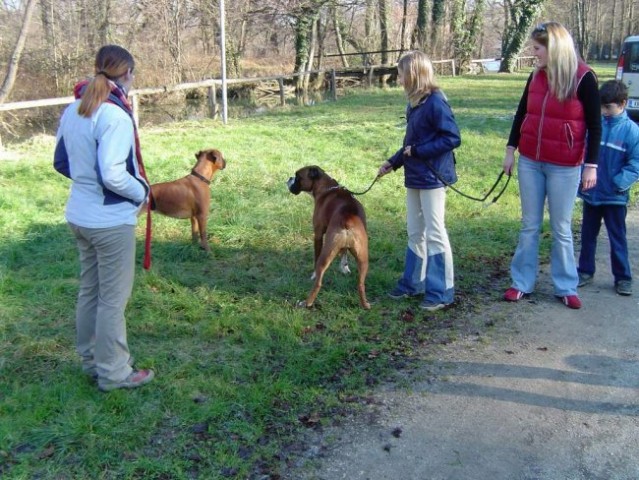 Dog Otočec - foto