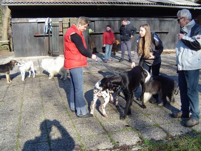 Dog Otočec - foto povečava