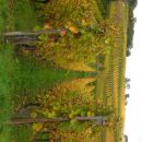 Vinogradi...v...Alzaciji...pac...nice