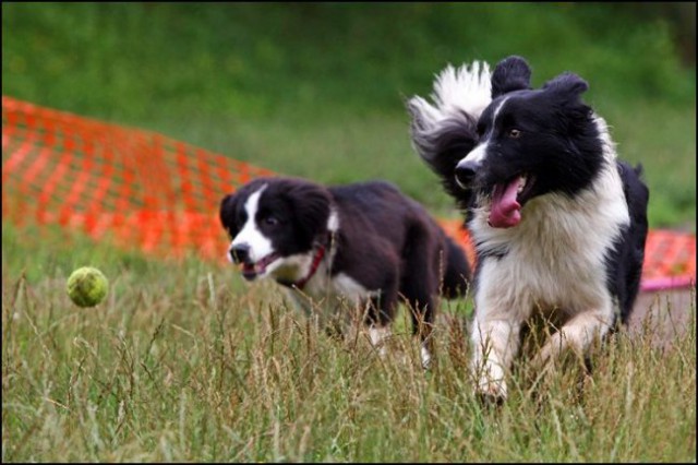 Agility 4 mesece - foto