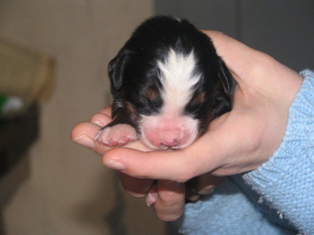 Puppies, 6. day - foto