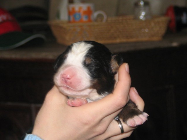 Puppies, 6. day - foto