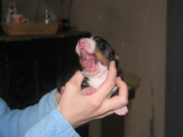 Puppies, 6. day - foto