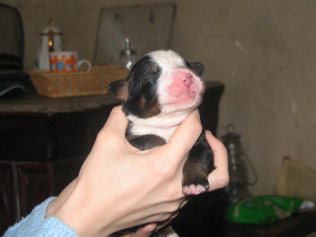 Puppies, 6. day - foto