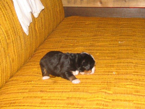 Puppies, 14. day - foto