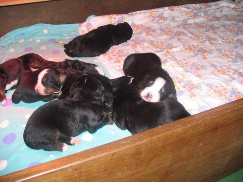 Puppies, 14. day - foto