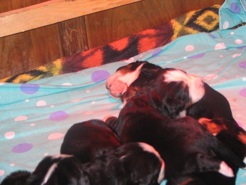 Puppies, 14. day - foto