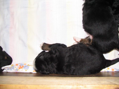 Puppies, 23th day - foto
