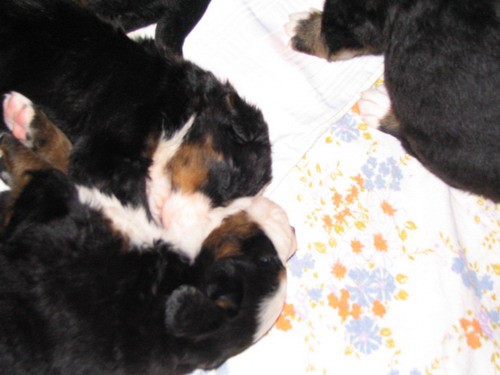 Puppies, 23th day - foto
