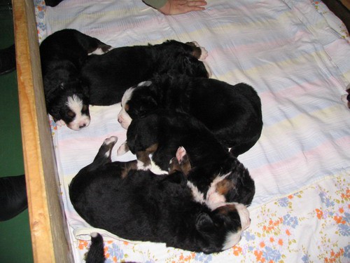 Puppies, 23th day - foto povečava