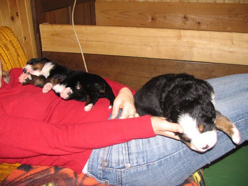 Puppies, 25th day - foto