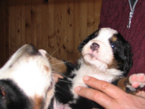 Puppies, 25th day - foto