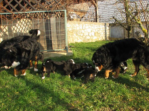 Mladički, 5 tednov - foto