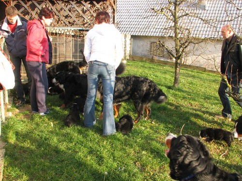 Mladički, 5 tednov - foto