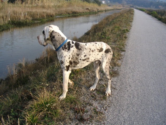 Nemska doga - foto