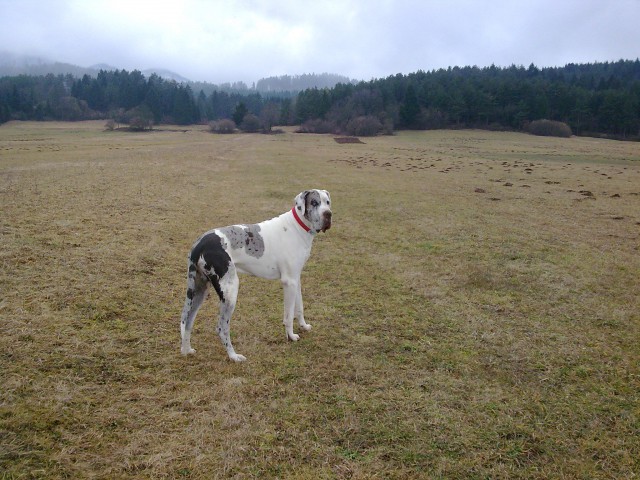 Nemska doga - foto