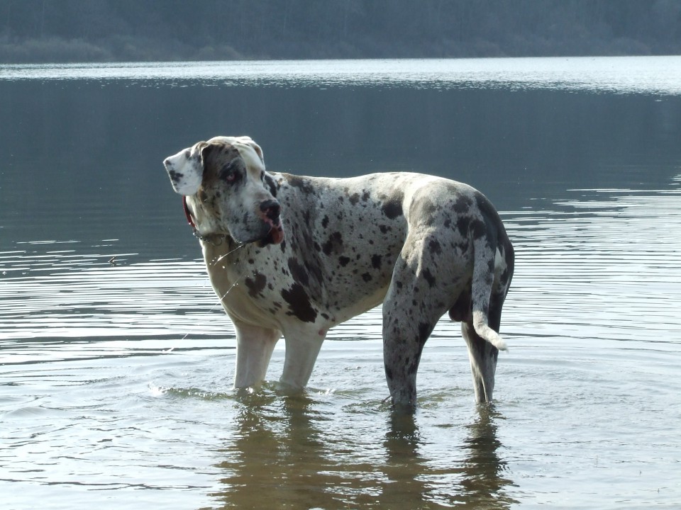 Nemska doga - foto povečava