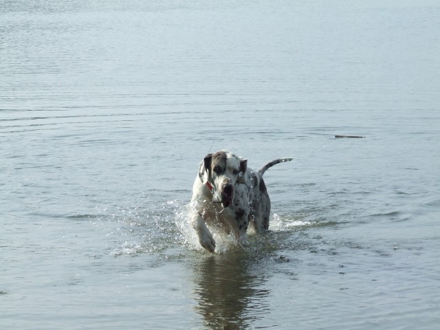 Nemska doga - foto