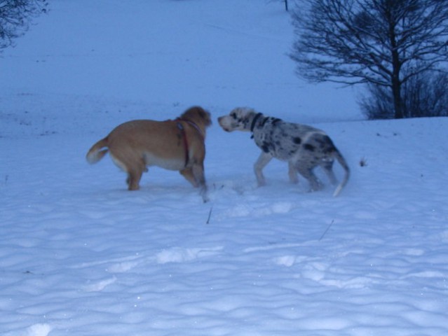 Nemska doga - foto